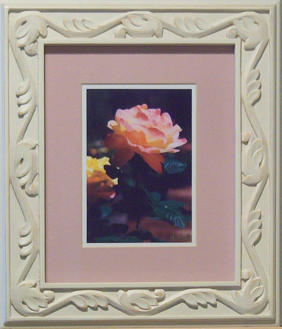 Pink Many-Petaled Rose